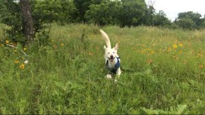 Dog Emmit in pasture