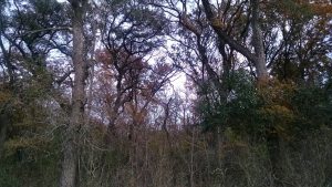 Can you find the great horned owl in the photo?