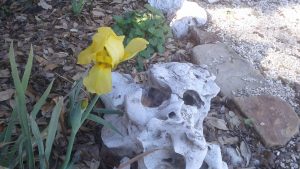 Iris at Scurlock Farms