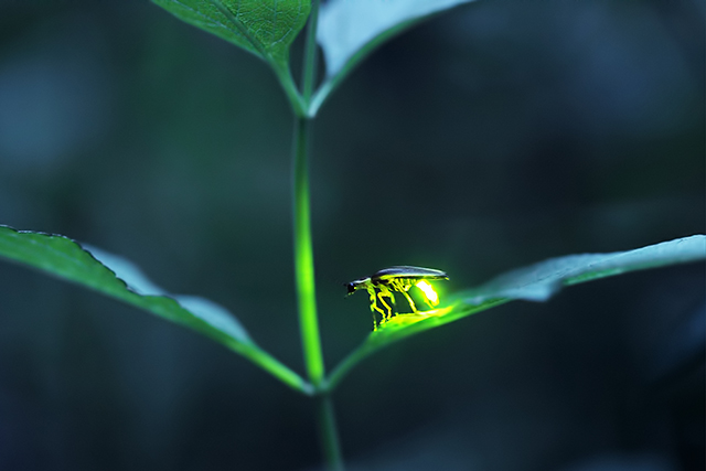 A firefly bug