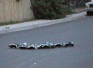 skunks