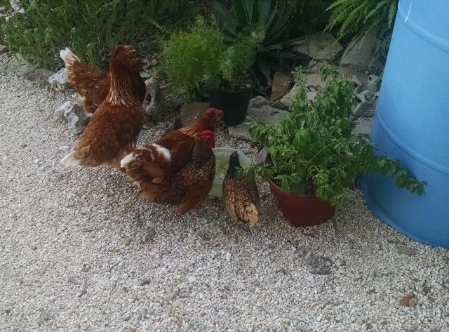 Chickens water
