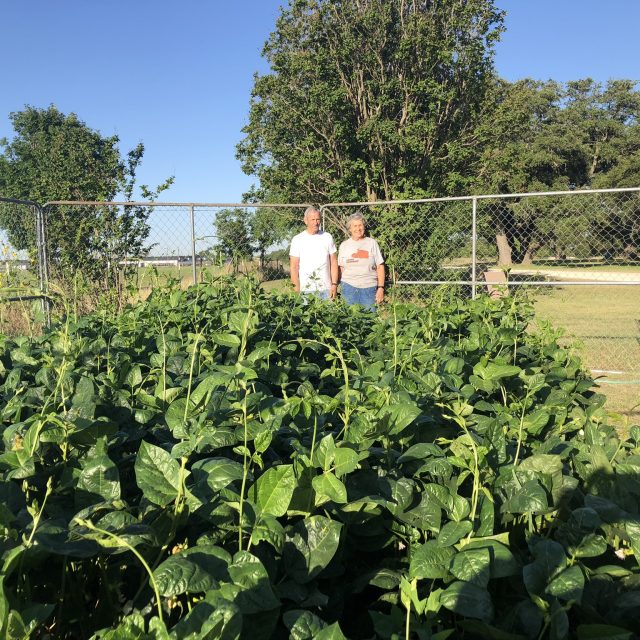 Black eyed pea patch