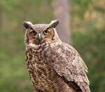 Great Horned Owl