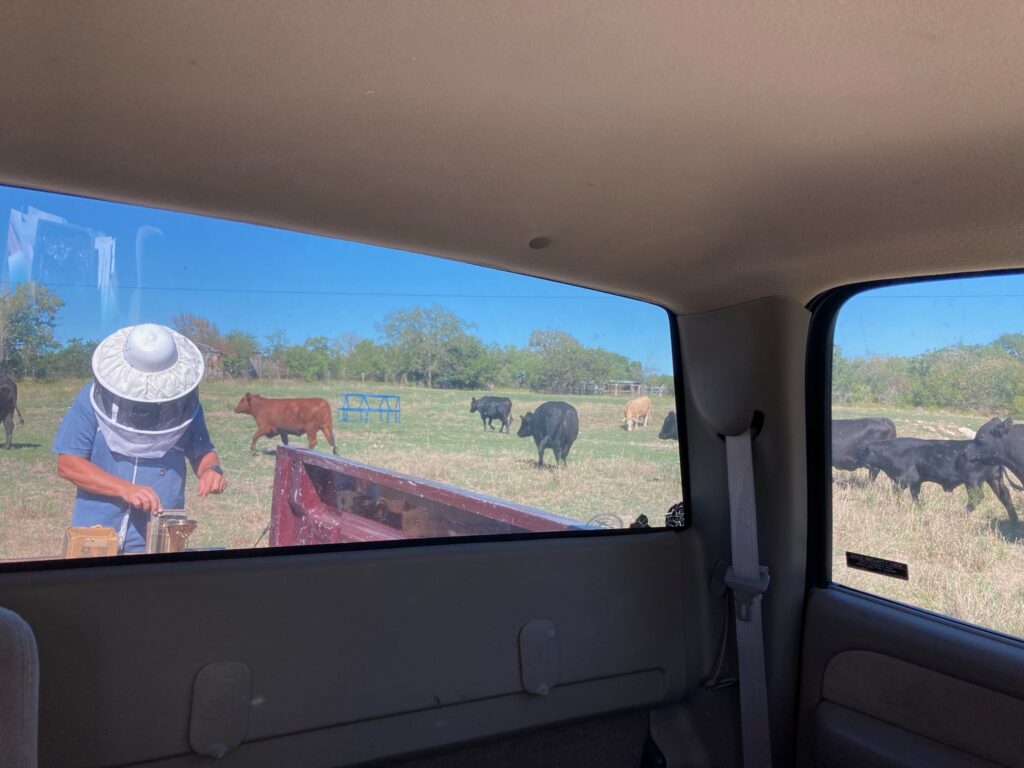 Retrieving honey with cows for company