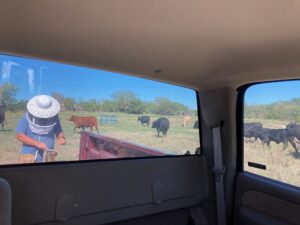 Retrieving honey with cows for company