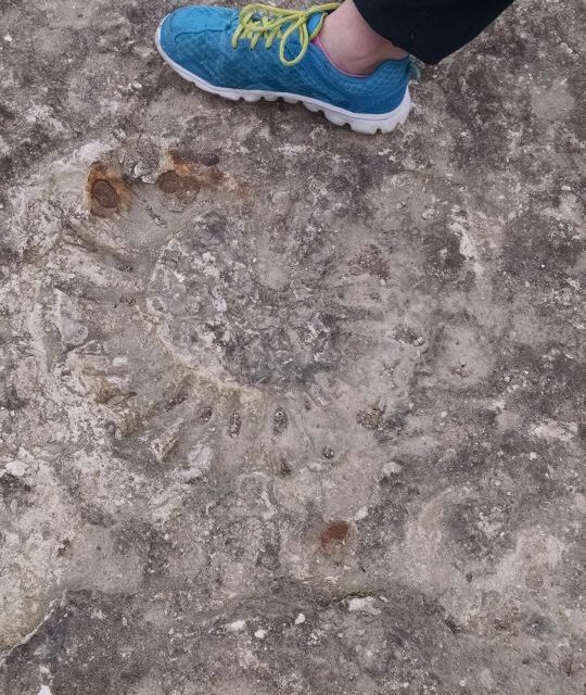 Amazing Amonite fossil on riverbank at Scurlock Farms TX