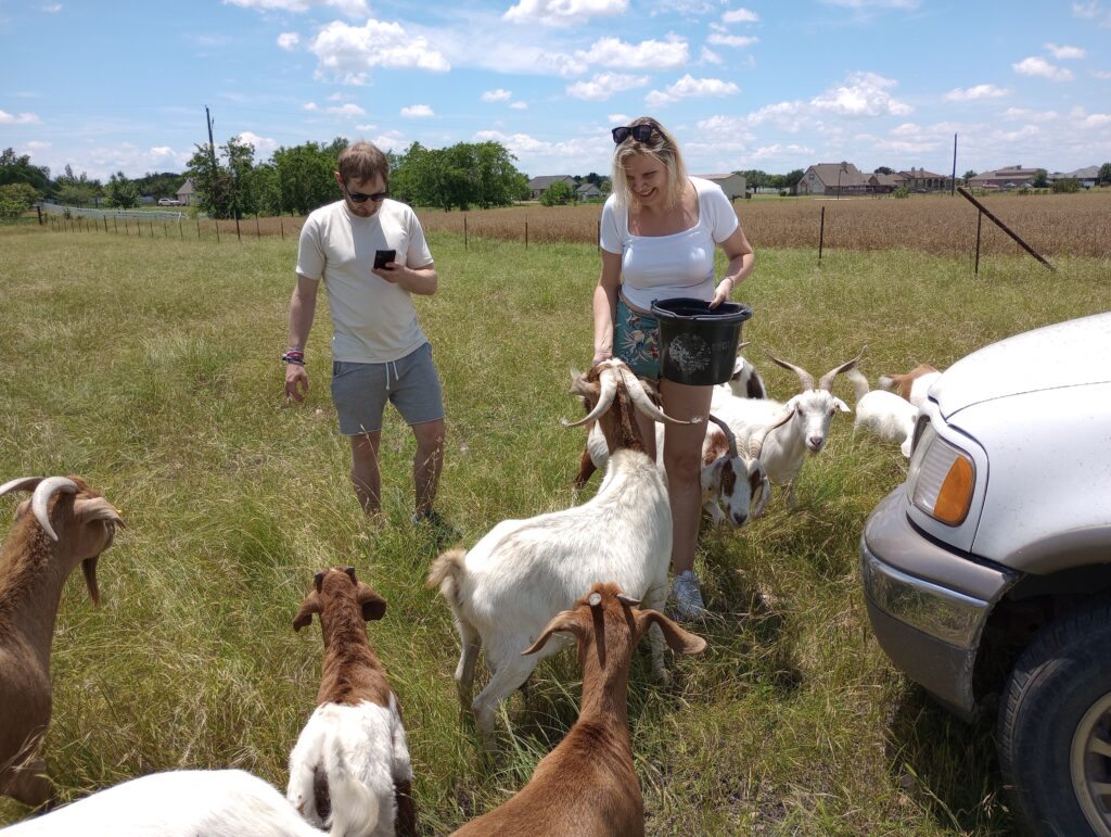 Guests from Denmark and Norway feeding the goats