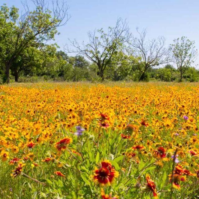 Wildflowers-vibrant-orange-1900x720