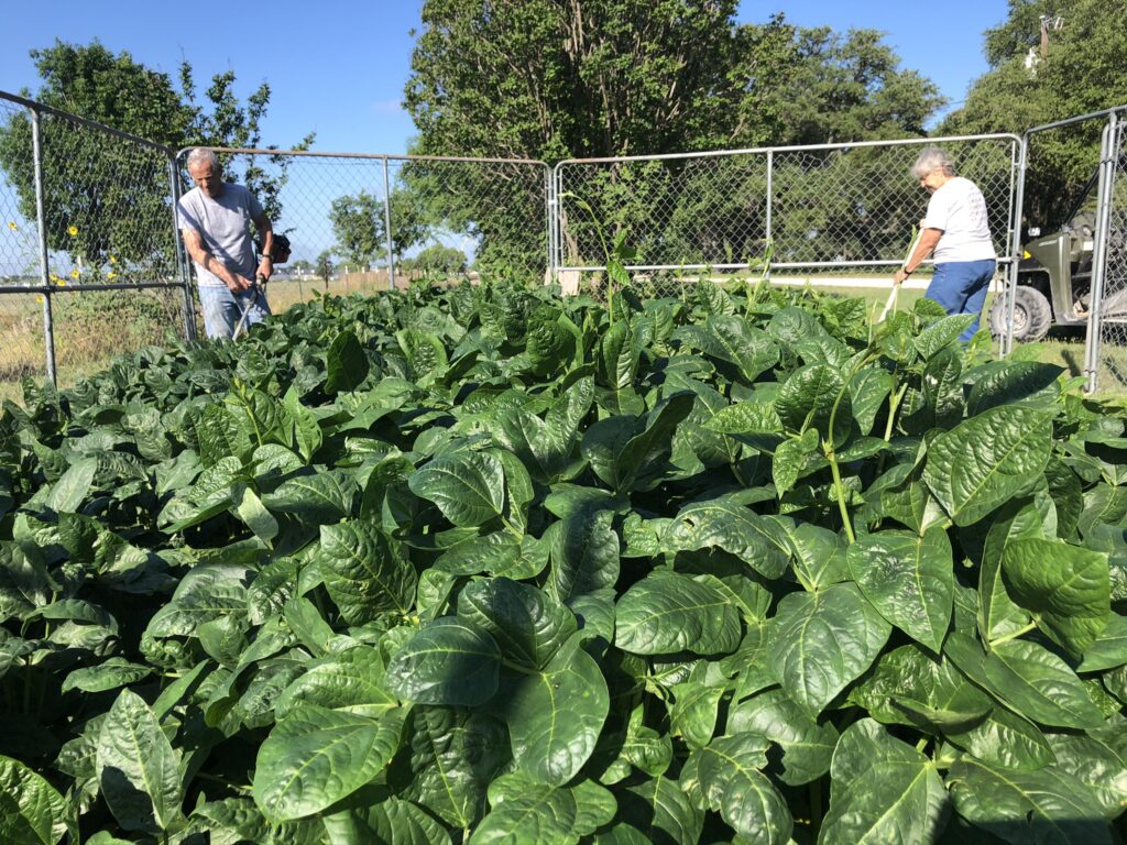 Growing Black-eyed peas to share