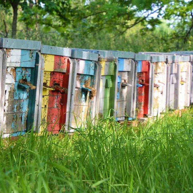 Hobby Farm Beekeeping, Hive, Beehive image.