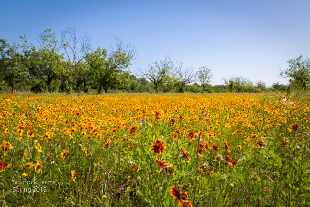 Wildflowers in pecan orchard at Scurlock Farms