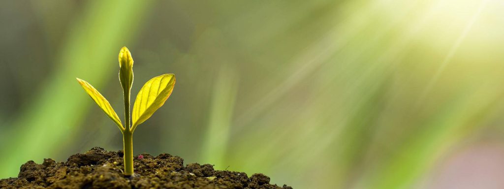 Budding plant in sunlight