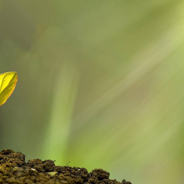 Budding plant in sunlight