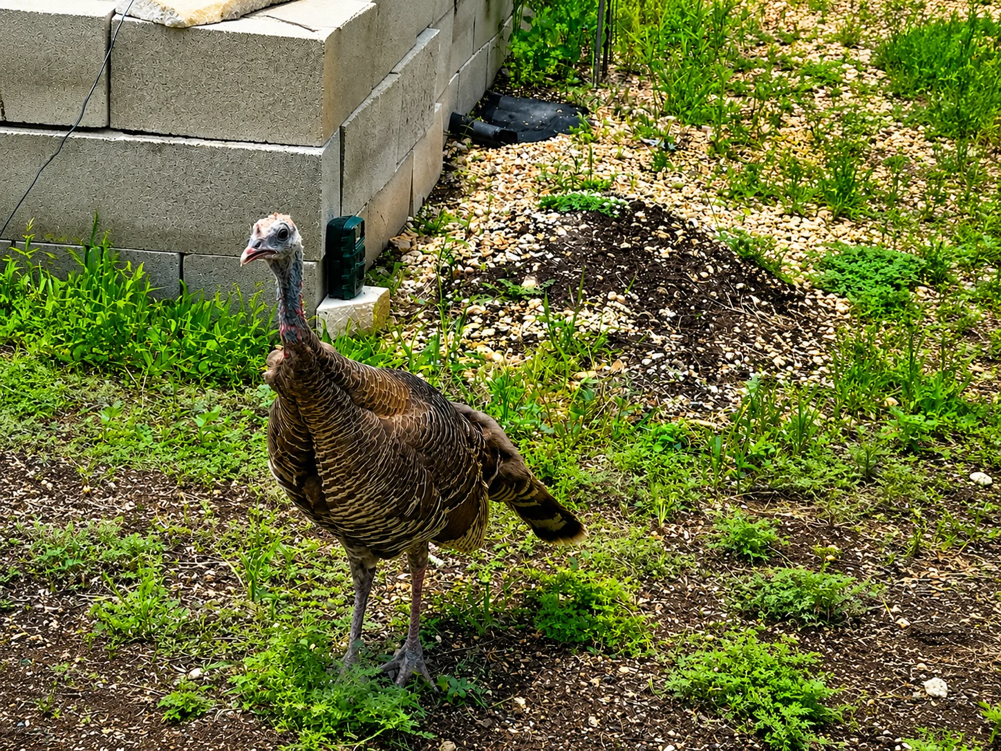 Wild turkey at Scurlock Farms in Georgetown, a quiet base near the best things to do in Austin TX