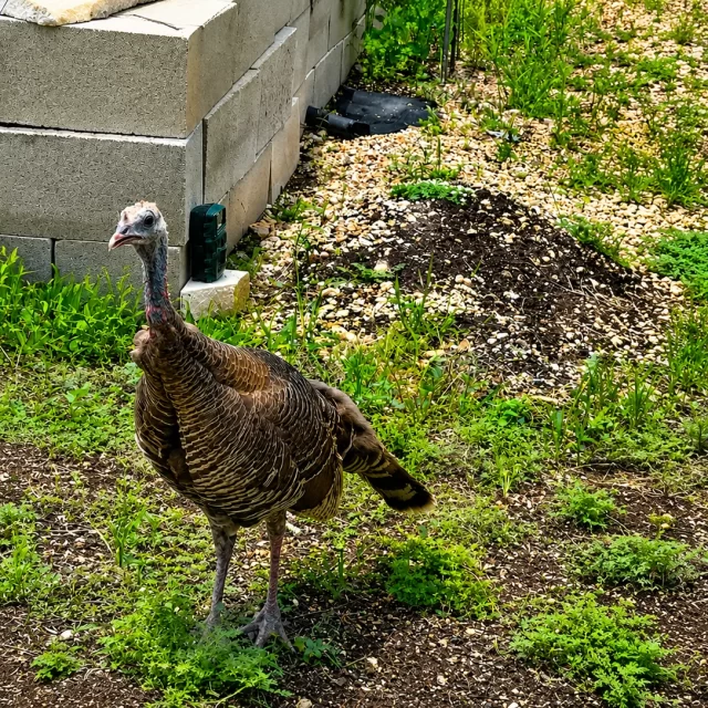 Wild turkey in outdoor pen at Scurlock Farms near Georgetown, Texas day trip destination
