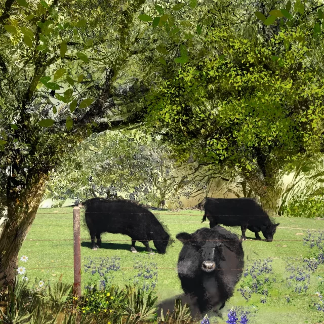 Black Angus cattle grazing in lush pasture with bluebonnets and oak trees at Scurlock Farms Georgetown Texas