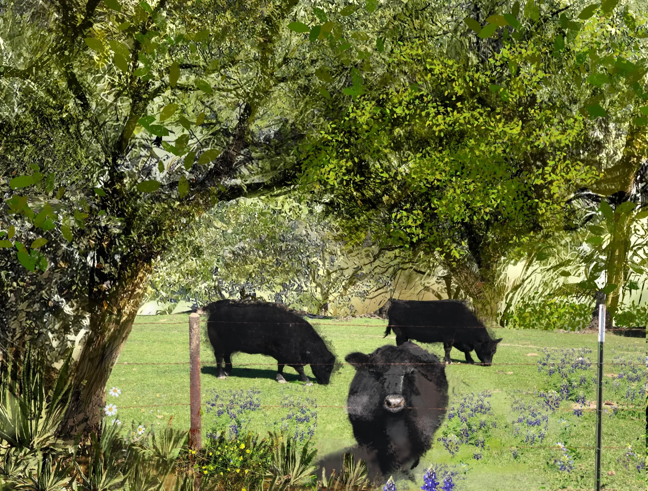Black Angus cattle grazing in lush pasture with bluebonnets and oak trees at Scurlock Farms Georgetown Texas working farm