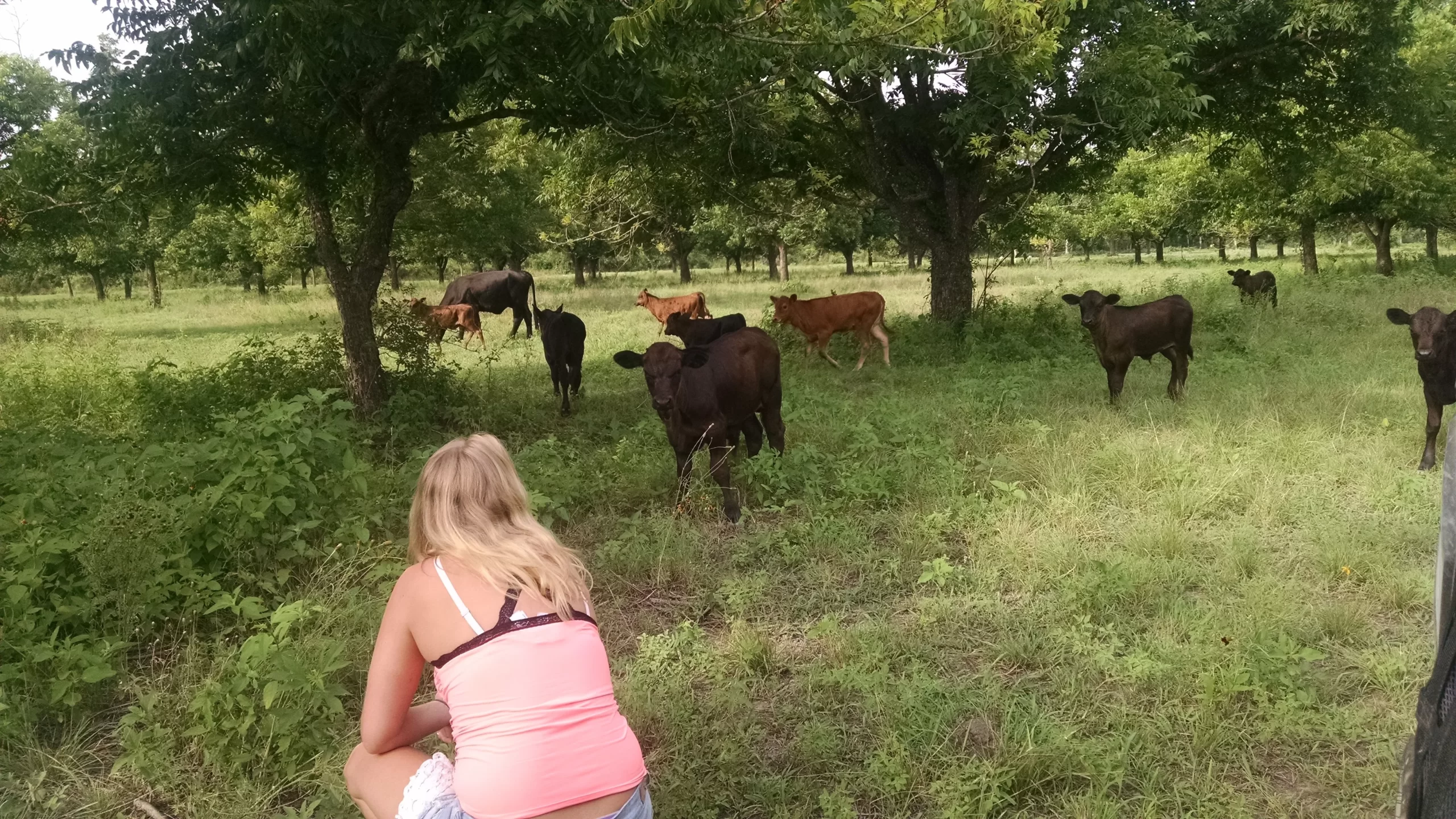 Visitor interacting with cattle grazing in a tree-dotted pasture on a Texas farm, a screen-free family vacation in