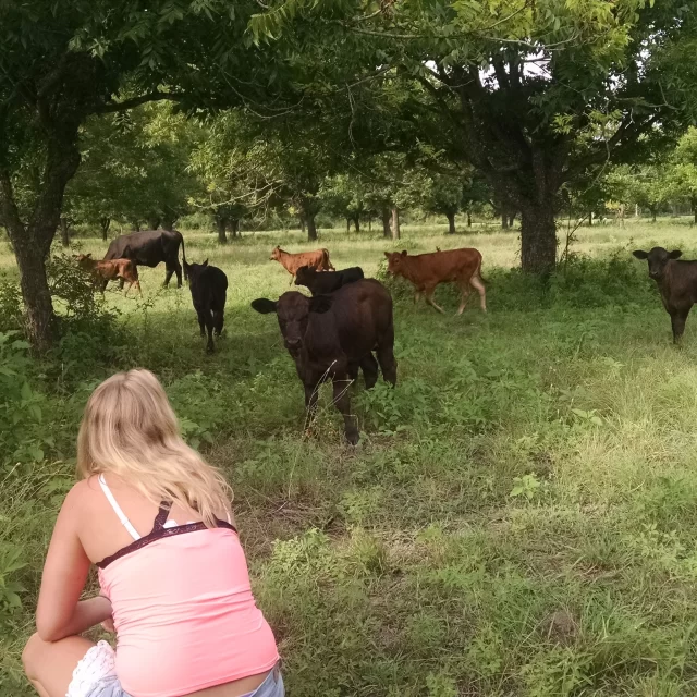 Visitor interacting with mixed cattle herd grazing in lush pasture at Scurlock Farms Georgetown hidden gems