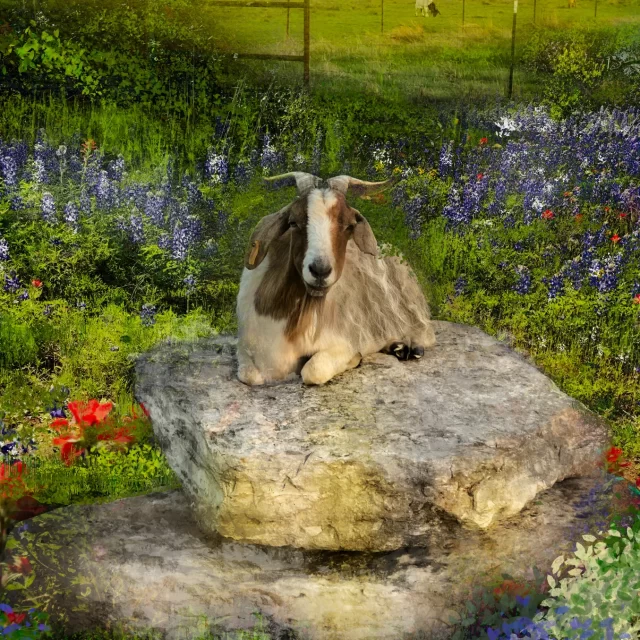 Horned goat on limestone rock in wildflower meadow with bluebonnets at Scurlock Farms weekend getaway retreat
